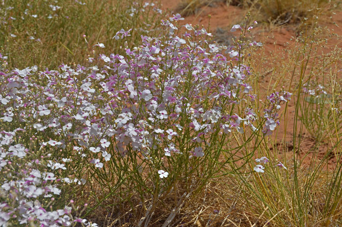 Gilia Beardtongue is a native perennial in the Snapdragon Family. It is one species in a genus that has 250 species in North America. Penstemon ambiguous Gilia Beardtongue is a native perennial in the Snapdragon Family. It is one species in a genus that has 250 species in North America. Penstemon ambiguous
